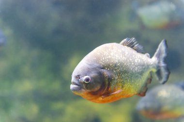 su closeup tehlikeli piranha balığı