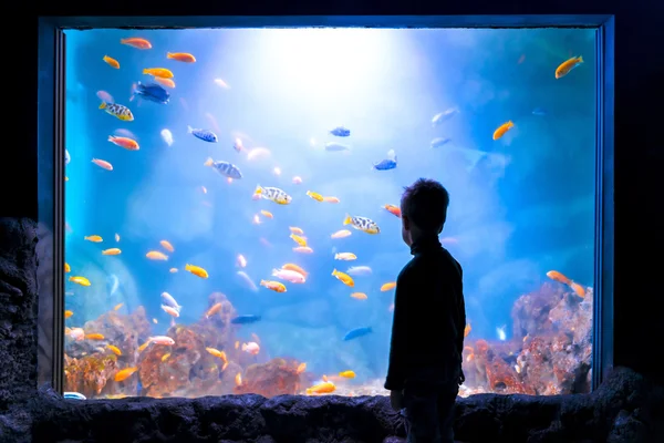 Siluet seorang anak laki-laki di depan akuarium penuh ikan — Stok Foto