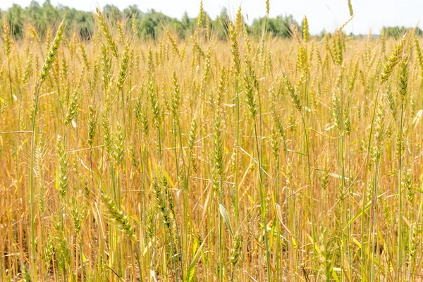 在田野里的小麦耳朵的宏观镜头 — 图库照片