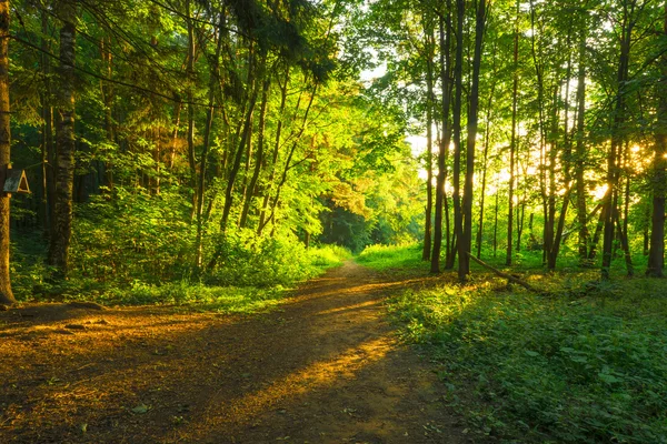 Solens strålar i gryningen i den gröna skogen — Stockfoto