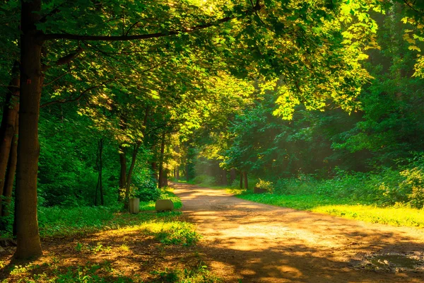 Rays of the morning sun illuminate the park — Stock Photo, Image