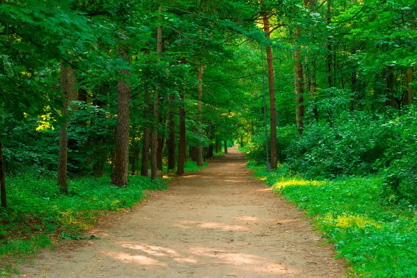 Trail in the empty green summer park — Stock Photo, Image