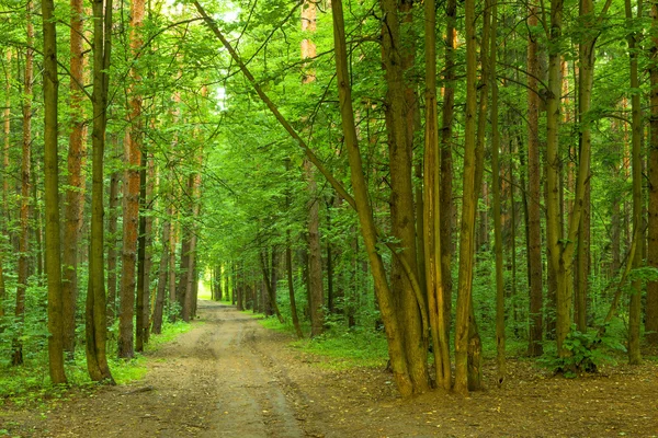 Dense summer forest and the road — Stock Photo, Image
