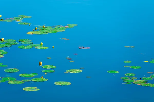 Surface calme d'un étang avec des nénuphars — Photo