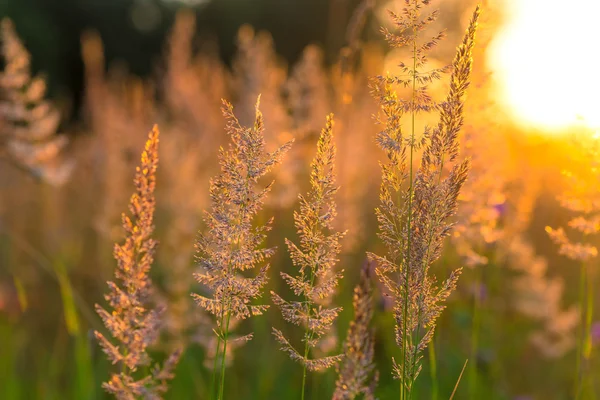 Beautiful dry meadow grass in the sun — Stock Photo, Image