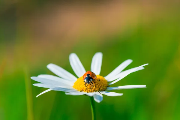 Lieveheersbeestje zit op een prachtige daisy in een veld — Stockfoto