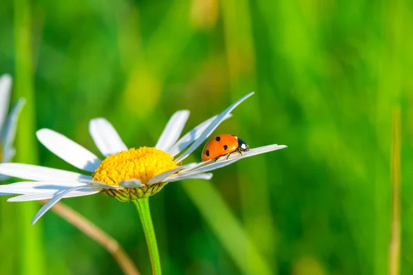 Lieveheersbeestje kruipen op een daisy in een veld — Stockfoto