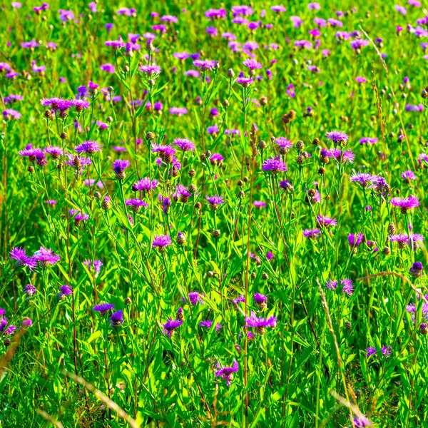 Paarse zomerbloemen in de Russische veld — Stockfoto