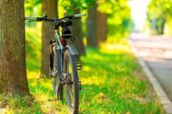 Bicicleta aparcada cerca de un árbol en el parque por la mañana —  Fotos de Stock