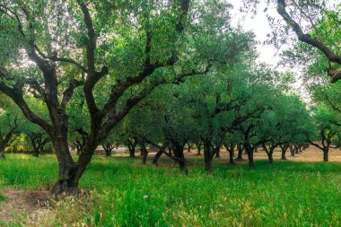 Yunanistan 'da zeytin ağaçları