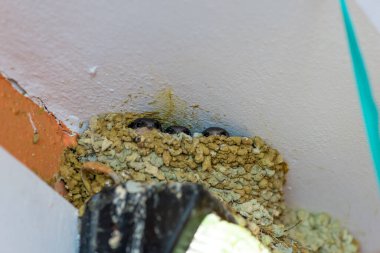 Aç yavrular yuvada kırlangıçlar annelerini bekliyor.