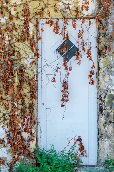 Hintergrund Eine Steinmauer Bedeckt Mit Einem Natürlichen Muster Trockener Winterstiele — Stockfoto
