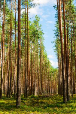 Coniferous green pine forest landscape in summer, Karelia, Russia
