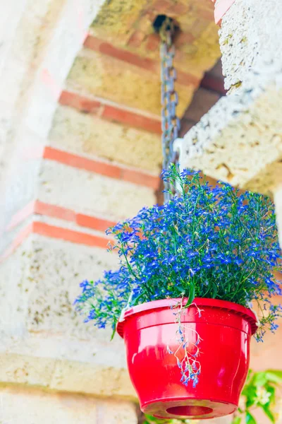 Brick Wall Windows Flowers Pots — kuvapankkivalokuva