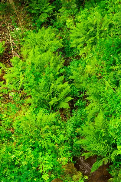 Close Green Ferns Botanical Garden — Stock Photo, Image