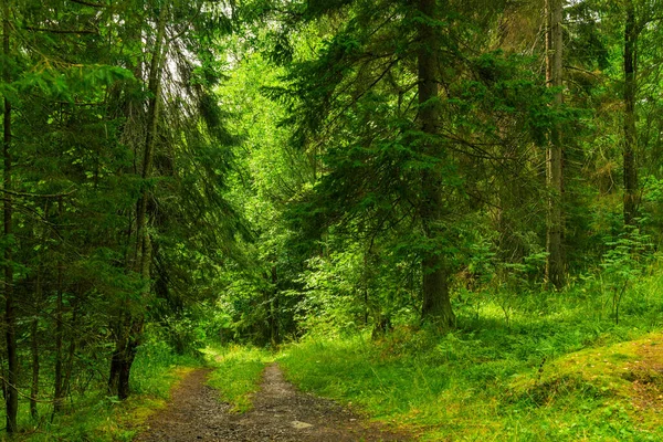 Path Landscaped Park — Stock Photo, Image