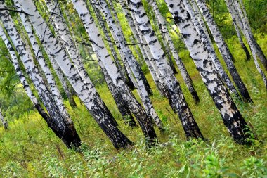 yaz yeşil huş ağacı orman
