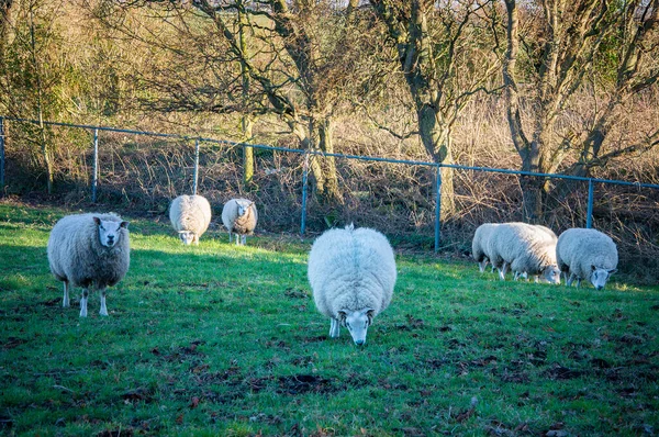 Schafe Auf Der Weide Frühlingszeit Dorf — Stockfoto