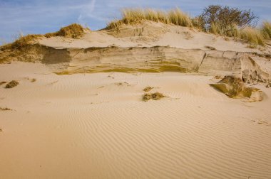 Hollanda 'daki kum tepeleri. Güzel bahar manzarası