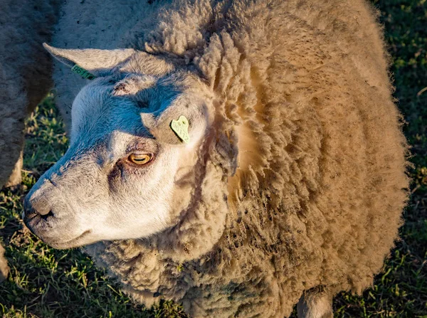 Овцы Лугу Весенний Сезон Деревне — стоковое фото