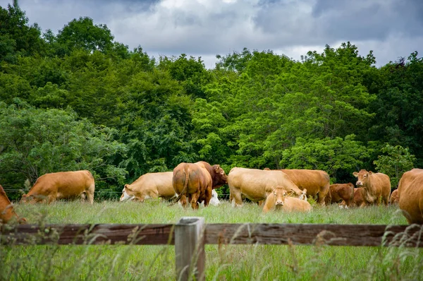 Коровья Ферма Бларни Лайм Гроув Ирландия Графство Корк — стоковое фото