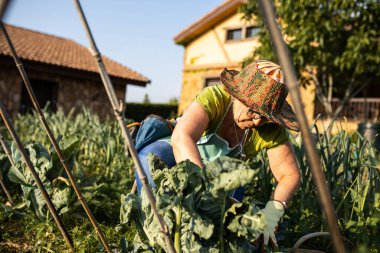 Olgun bir kadın güneşli bir yaz öğleden sonra bahçesinden sebze topluyor ve yürüyor.