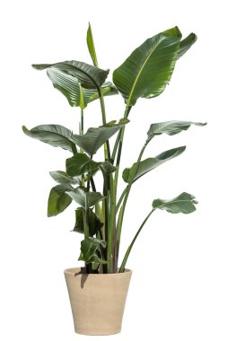 Bir saksının içindeki cennet kuşu, strelitzia reginae, beyaz arka planda izole edilmiş ev bitkisi.