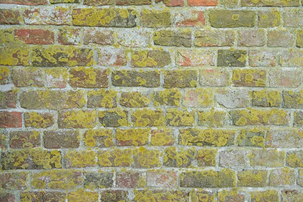 Lichen en la pared vieja — Foto de Stock