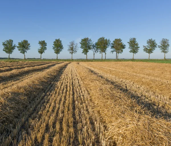 Campo de milho com árvores — Fotografia de Stock