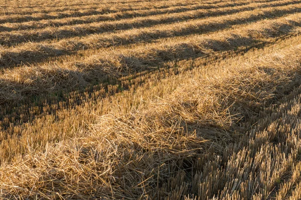 Lines of Straw — Stock Photo, Image