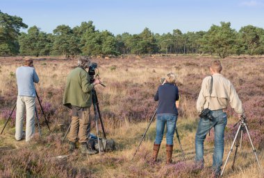 geyik sonbahar izlerken