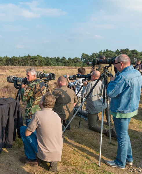 Kijken herten in de herfst — Stockfoto