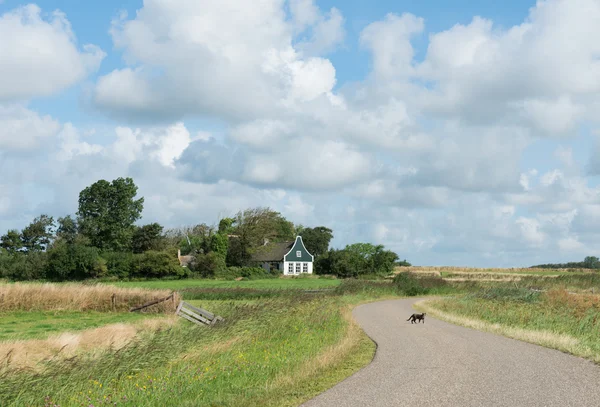 Кот на дороге на острове Texel. — стоковое фото