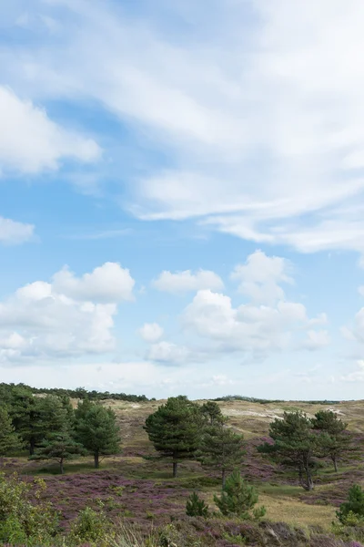 Duinen van texel — Stockfoto