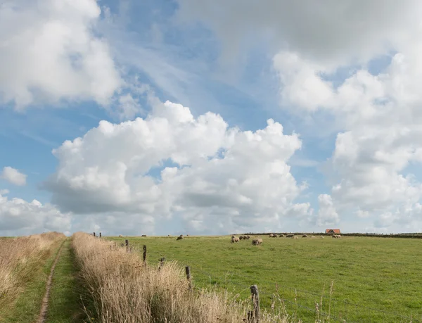 Hiking Path with Sheep and House — Stock Photo, Image