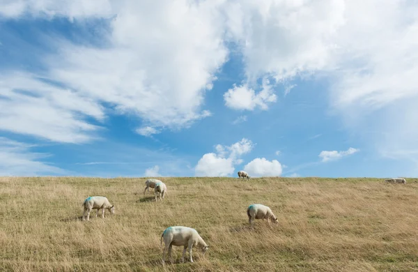 Sheep on Dike Stock Photo