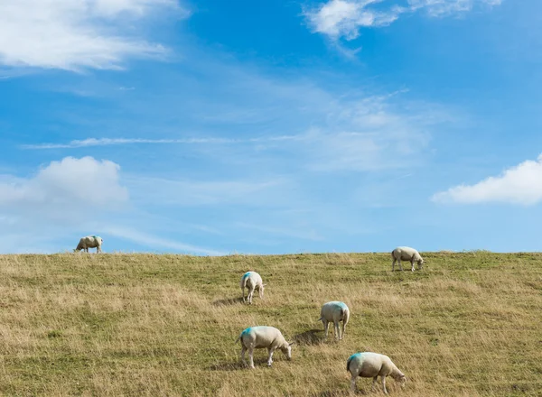 Овцы на дамбе — стоковое фото