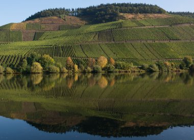 mossele üzüm bağları ile