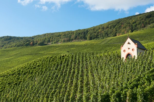 Vineyard at the Mossele — Stock Photo, Image