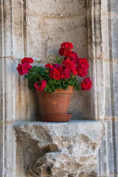 Pelargonio —  Fotos de Stock