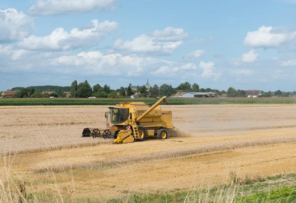 Innhøstingsvekster – stockfoto