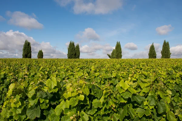 Vinyard with trees — Stock Photo, Image