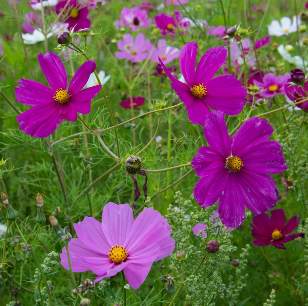 Cosmea virágok — Stock Fotó