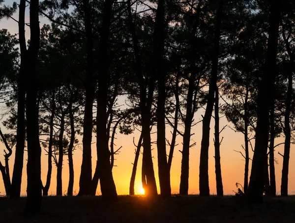松の木と夕日 — ストック写真