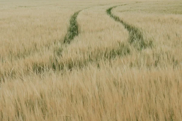 Cornfield dengan trek — Stok Foto