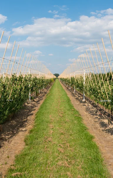 Modern orchard — Stock Photo, Image