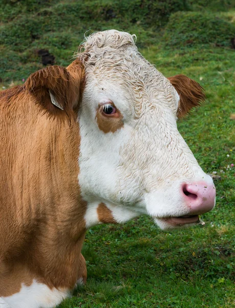 Head of cow — Stock Photo, Image