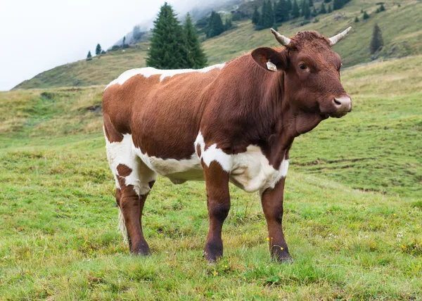 Cow in mountains — Stock Photo, Image