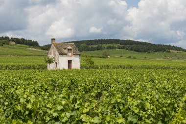 Beaune'da bağ