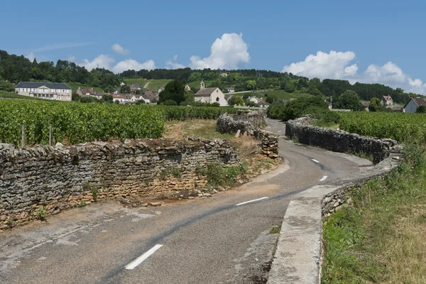 Silnice v winedistrict — Stock fotografie